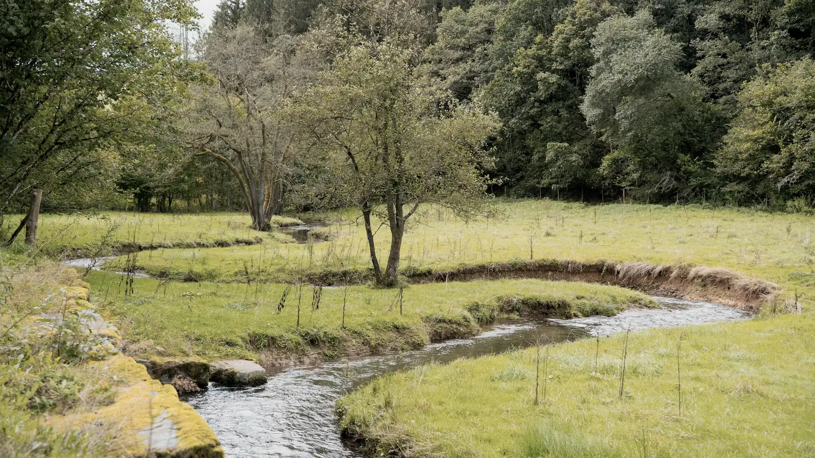 The restored reach at Millers Meadow: a clear stream winding between planted, grassy banks
