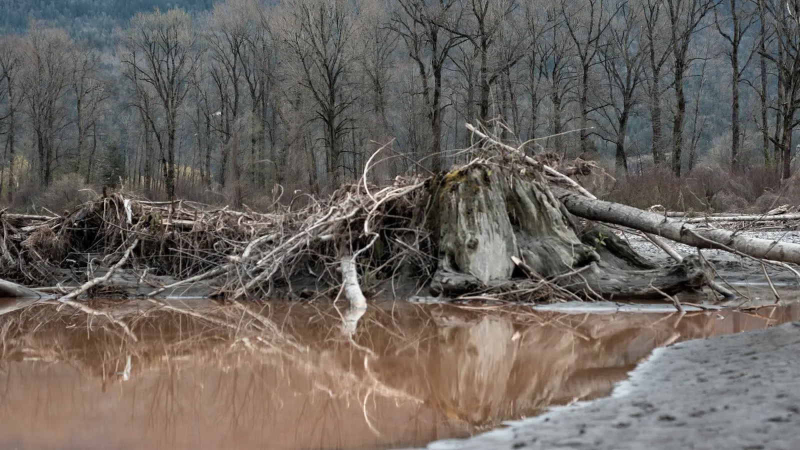 The unrestored reach below Fentley outfall: silt-brown water against a collapsed, bare bank