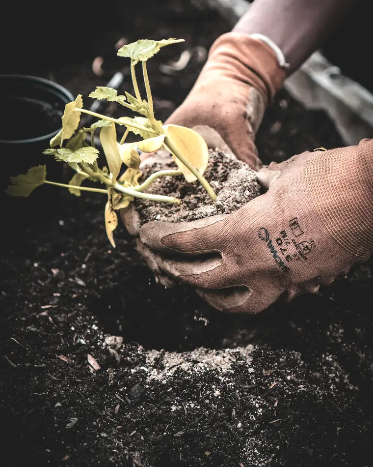 Gloved hands setting a rooted whip into riverbank soil