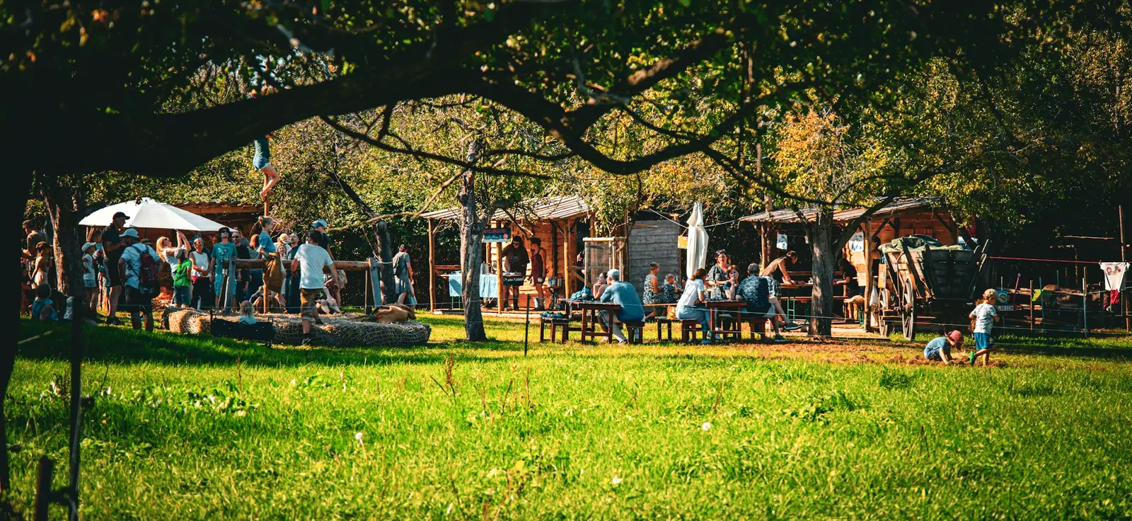 A sunny festival field with people eating at tables under the trees