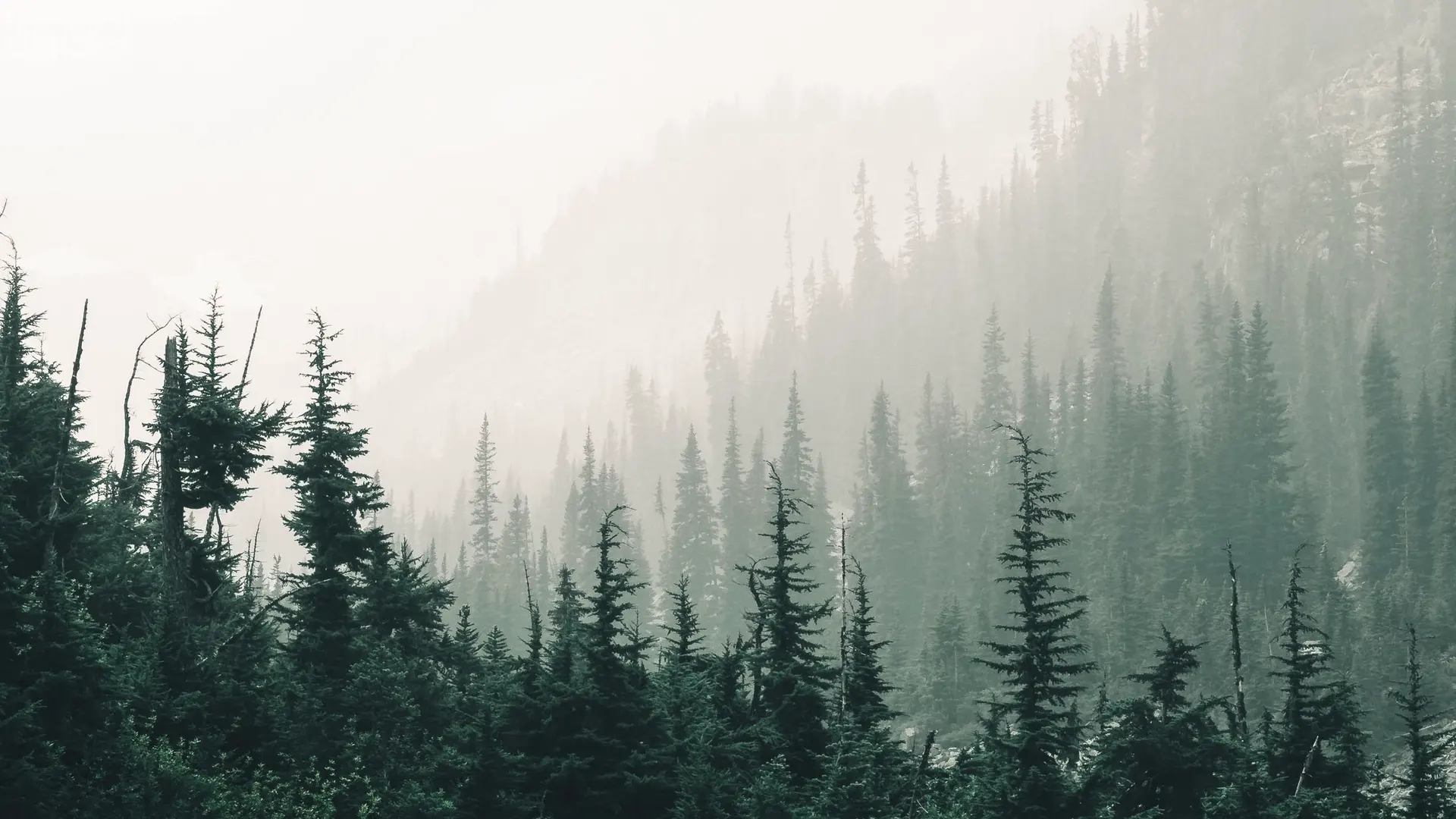 Pines on a steep hillside, half lost in mist