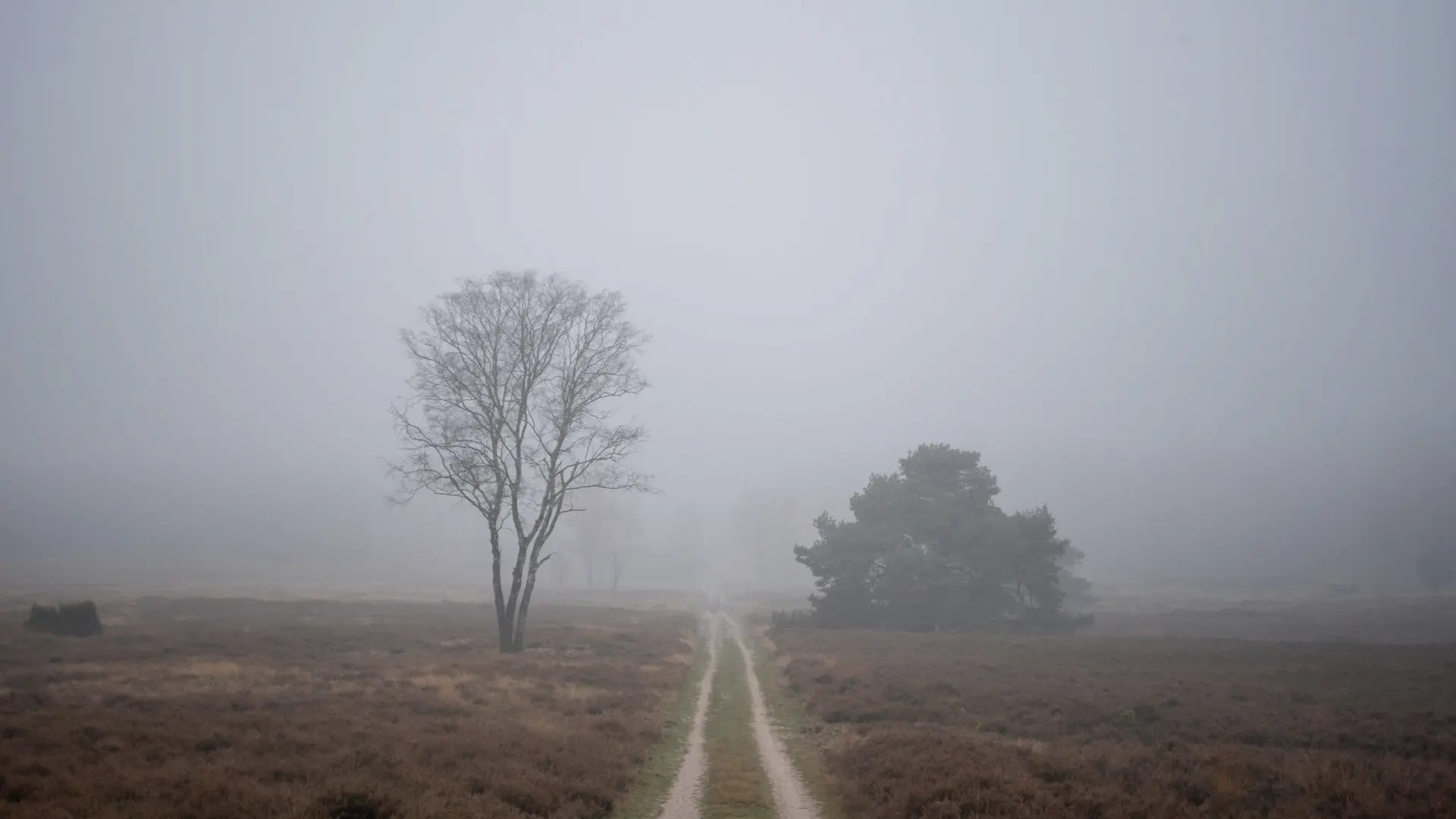 A single track crossing open heath towards a bare tree in fog