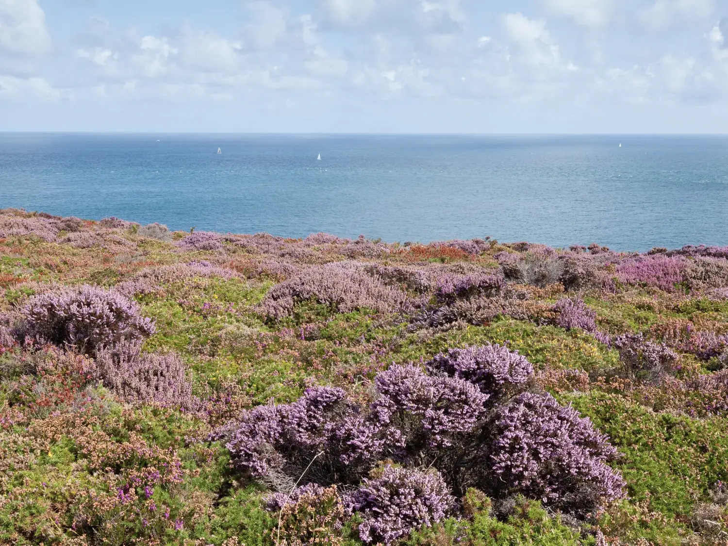 Heather in flower on a headland above a calm sea