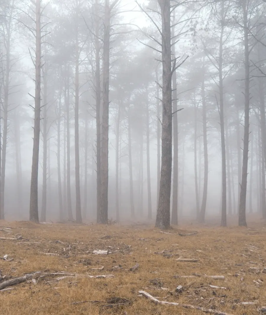 Bare pine trunks in thick fog