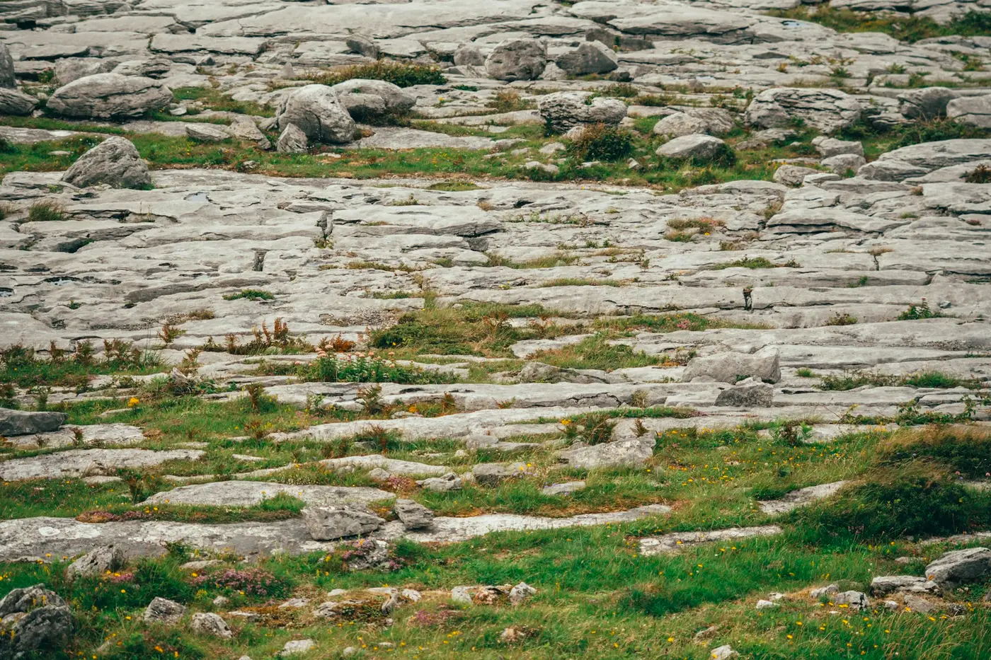 Weathered limestone pavement broken by grass on the karst plateau