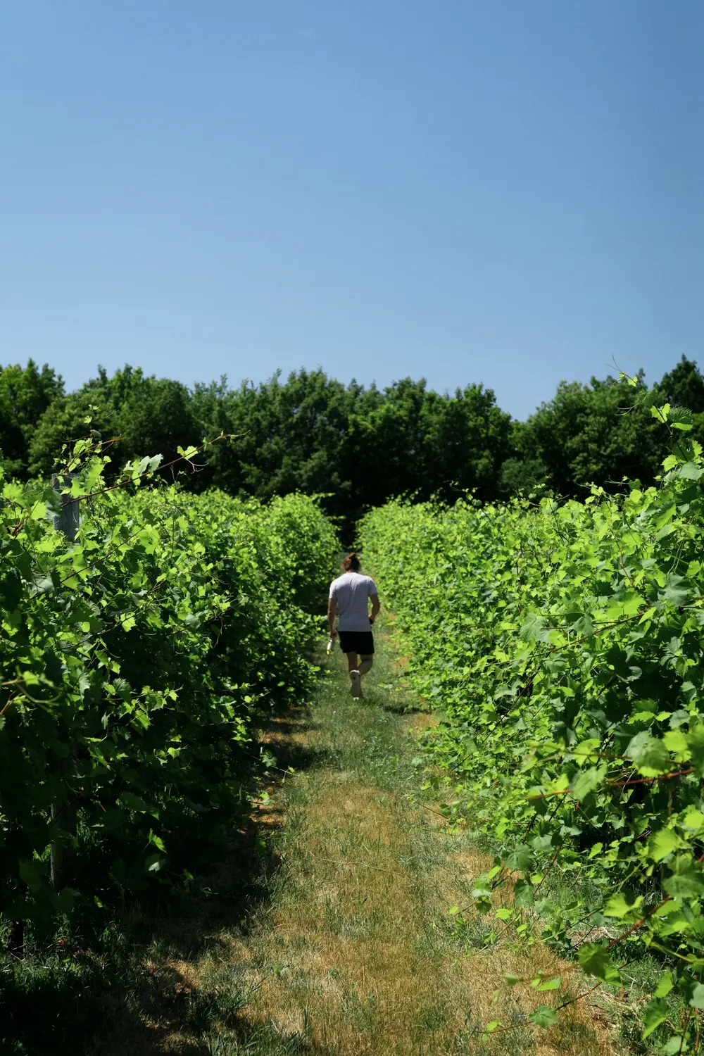 A walker on a grass path between sunlit vine rows in the Alentejo